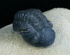 Bargain Reedops Trilobite - Inches #6115-1